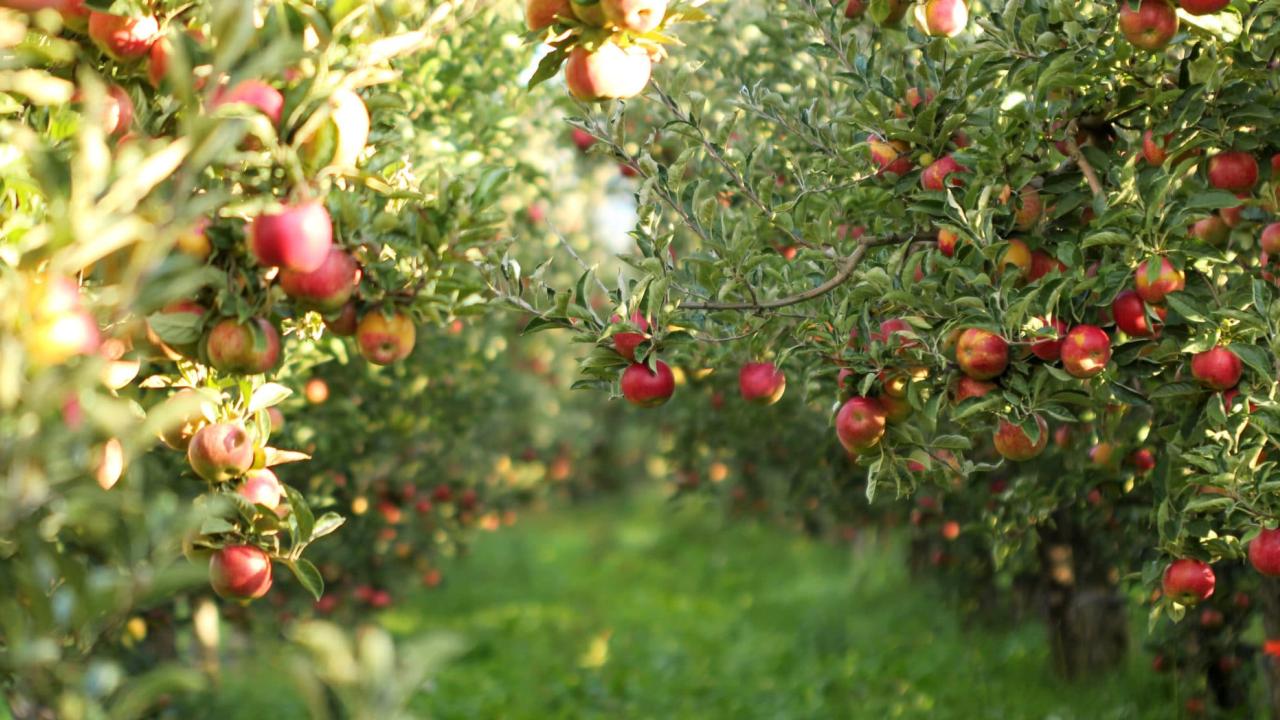 Ripe Apples in Orchard ready for harvesting