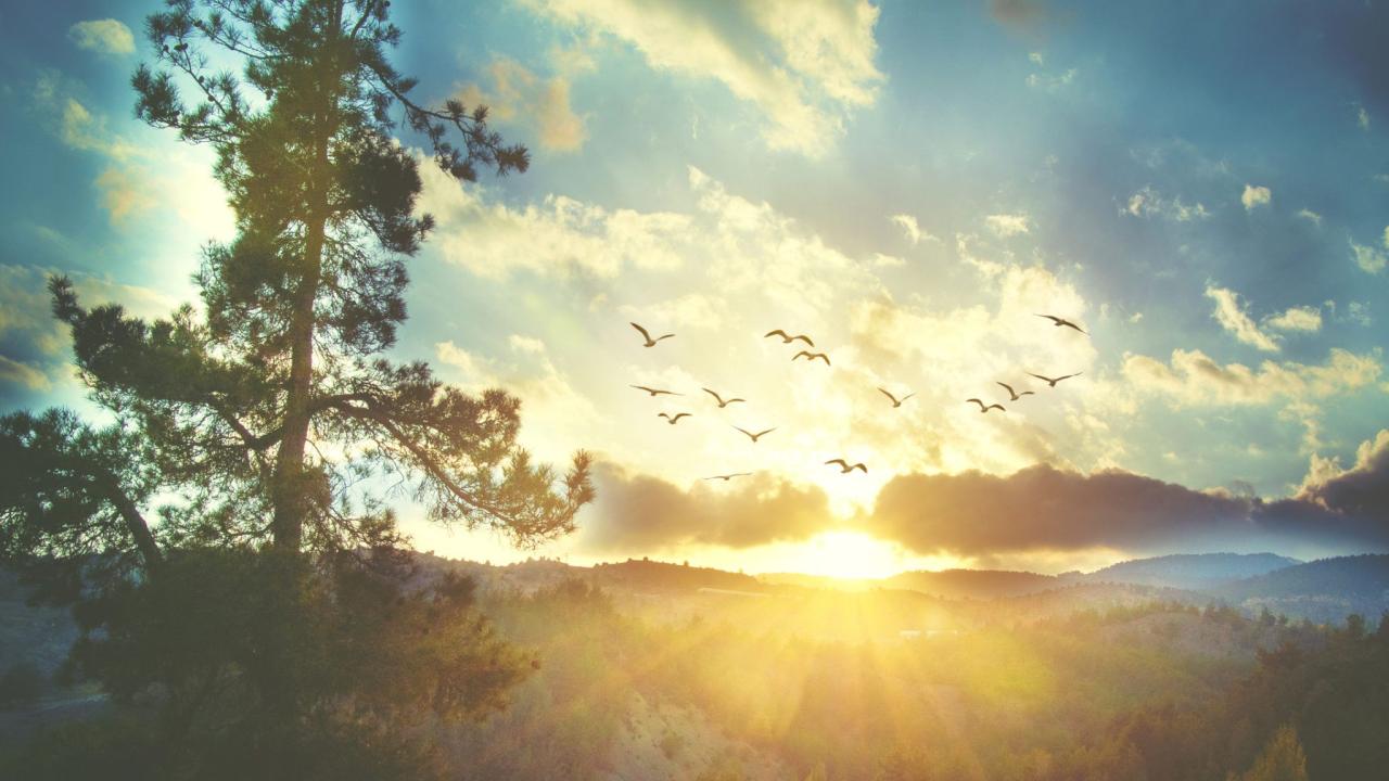 Beautiful sunset sky with birds